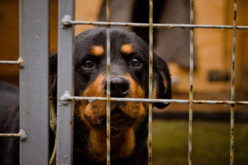 dog in a shelter behind bars