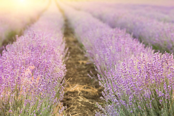 Obraz premium Sunset over a summer lavender field, looks like in Provence, France. The Lavender field. Beautiful image of lavender field over summer sunset landscape.