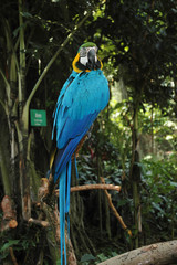 Obraz premium the blue parrot a crest on the head