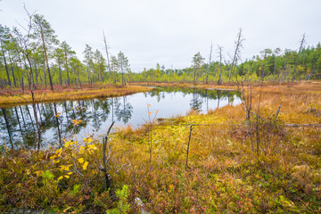 Winding river flows in impassable swamp.