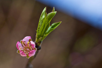 Pink flower on spring tree, France