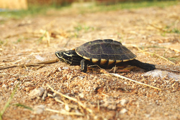   A small freshwater turtle walks hastily.
