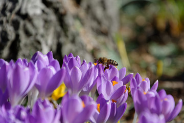 Krokusse und Biene v4