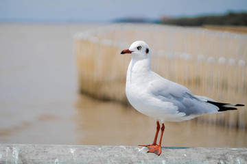 Obraz premium Seagull