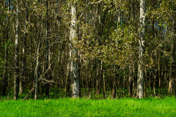 aspen wood at edge of field
