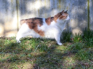 Langhaarkatze
