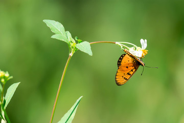 macro shot of a orange butterfly with green blurry leaves background