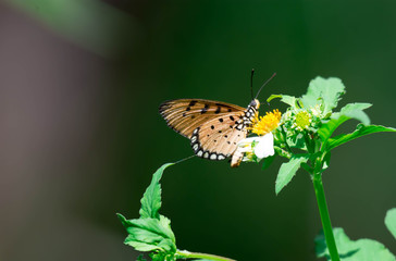 Macro shot of an orange butterfly while getting some nectar on a flower with green blurry background