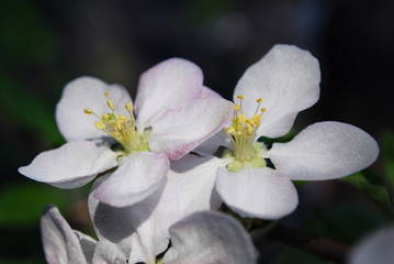 white flowers of apple tree