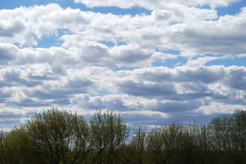 landscape with trees and blue sky