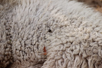 Sheep with wool in wildpark in germany