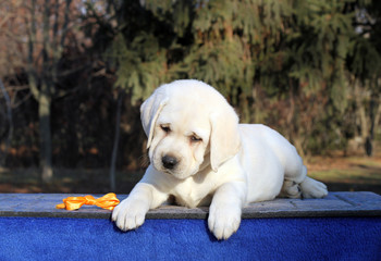 sweet little labrador puppy on a blue background