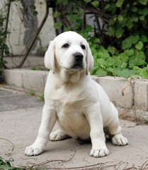 the yellow labrador in the park