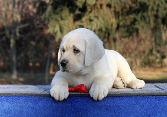 a sweet little labrador puppy on a blue background