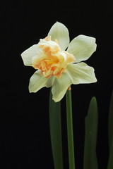 Fototapeta premium Beautiful white narcissus on dark background. Congratulatory concept for Mother’s day, lovers day, wedding day, birthday. Play of light and shadow.