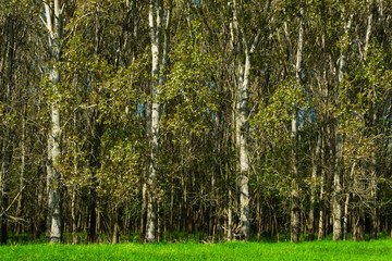 aspen wood at edge of field