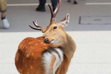 deer free along the streets on the city