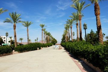 alley of beautiful palm trees