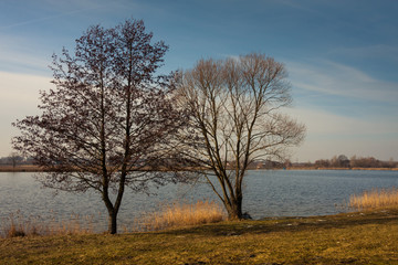 Drzewa nad jeziorem 