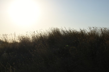 dry tall grass on a hill