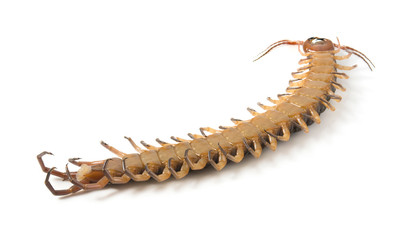 centipede isolated photography on a white background