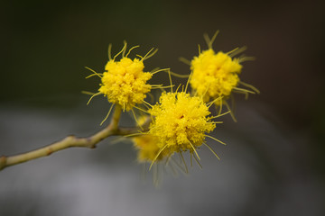 Flowering mimosa in southern France