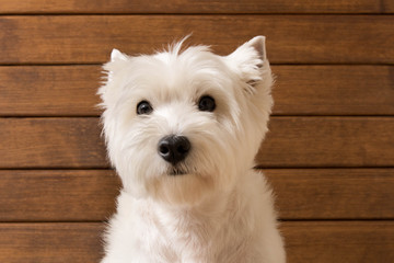 The West highland white Terrier sits against a wooden wall. Close up