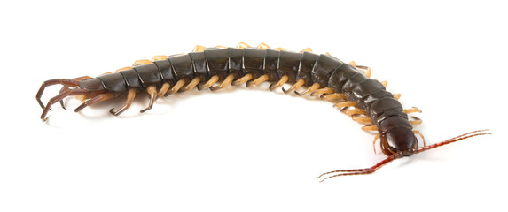centipede isolated photography on a white background