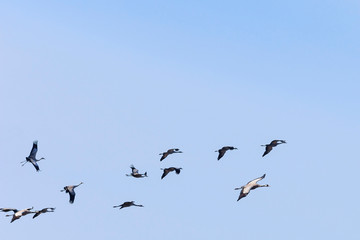 Flock of common cranes
