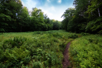 landscape with river and trees
