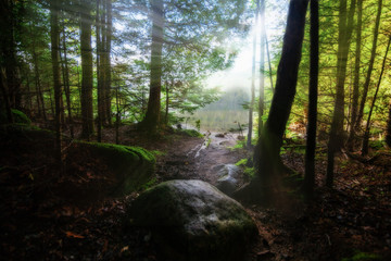 Obraz premium morning in the forest