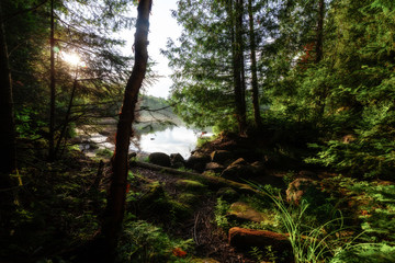 trees in the forest