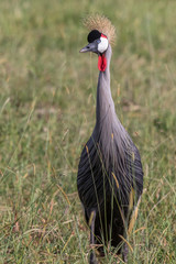 Grey Crowned Crane in the grass of the savannah