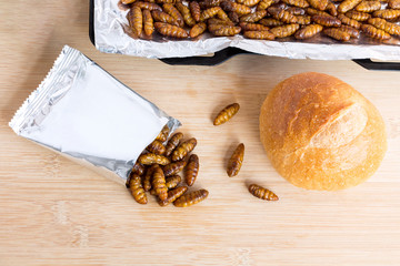 Silkworm Pupae insects for eating as food. Chrysalis silkworm with baked bread homemade of cooked insect meat with baking tray and in a foil wrap ready to eat, it is good source of protein edible.