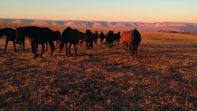 wild horses walk across the field at sunset