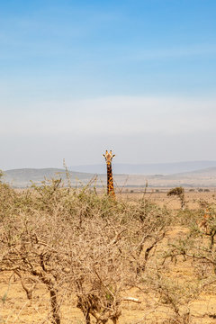 Giraffe sticking his head up over some trees
