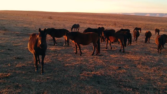 wild horses walk across the field at sunset