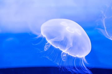Small jellyfish in a decorative aquarium with blue backlight. © yaophotograph