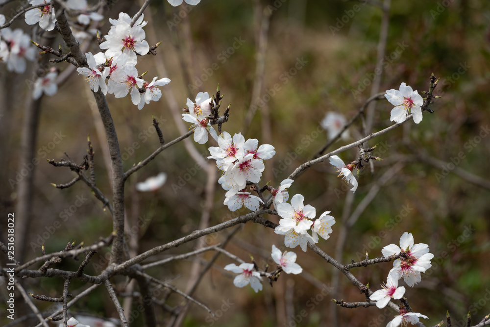 Poster Cherry blossoms on the Cote d'Azur