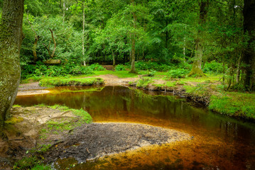 The New Forest, Southampton, Hampshire, England