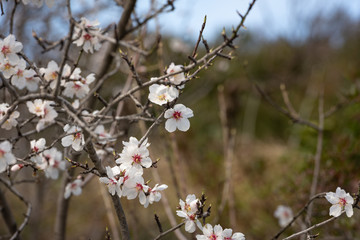 Cherry blossoms on the Cote d'Azur