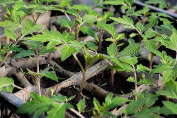 Growing tomato seedlings. Small sprouts of tomato growing in the greenhouse, close-up, February, March.