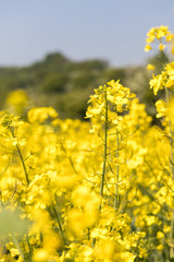 Obraz premium rape fields