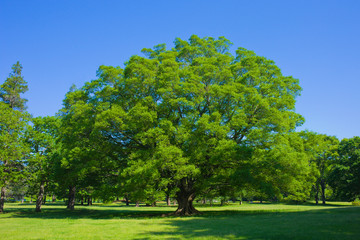 garden tree