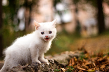 Naklejka na ściany i meble white kitten sits and looking into the distance, autumn background