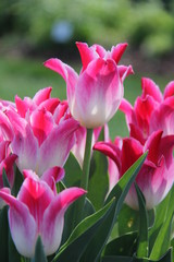 Fototapeta premium Pink Tulips
