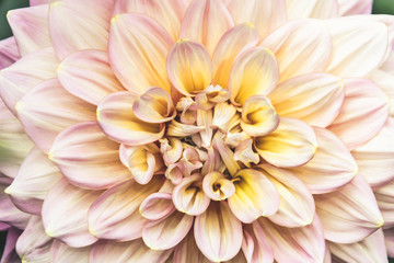 Pink dahlia pinnata single flower petal in isolated close up details in muted elegant filter