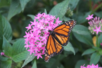 Monarch
