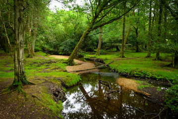 The New Forest, Southampton, Hampshire, England