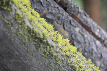 Moss